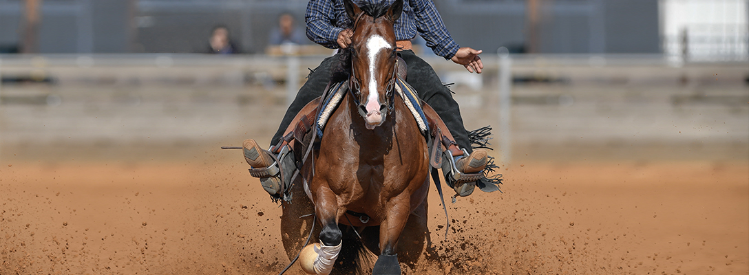 Man Riding Horse During National Finals Rodeo Las Vegas