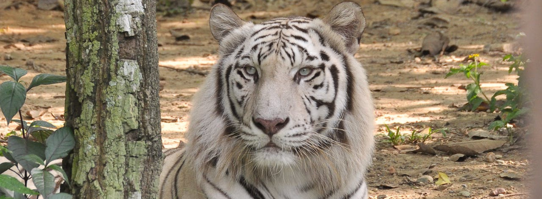 White Tiger from Iconic Show in Las Vegas